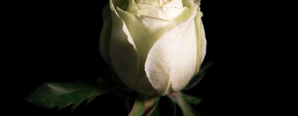 White Rose of Seven Petals